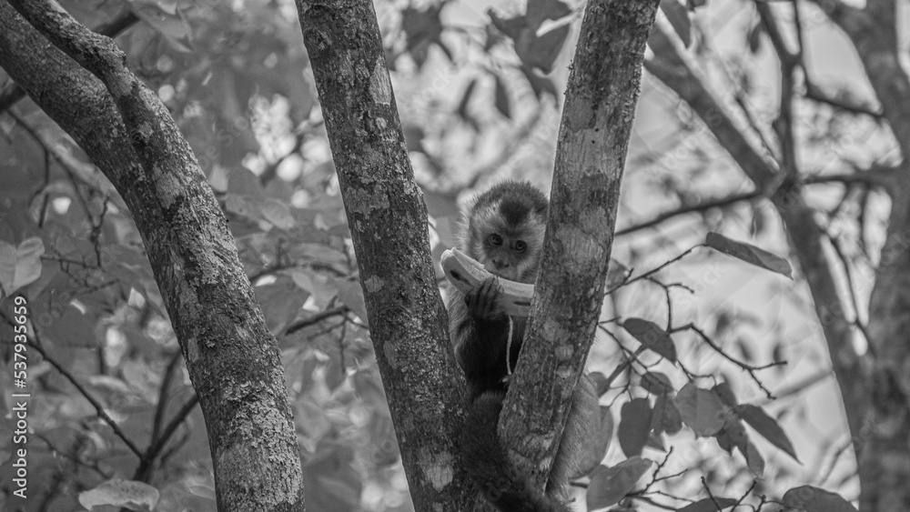 Fototapeta premium Monkey eating 