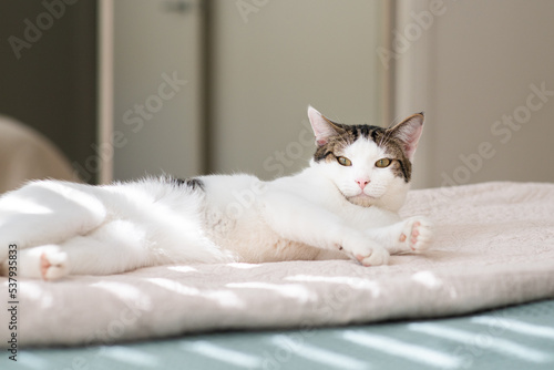 cat lying on bed photo