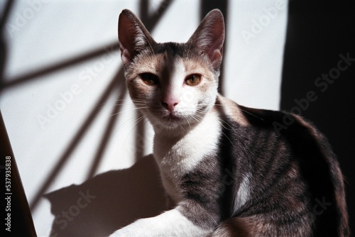 Female cat taking a sunbath photo