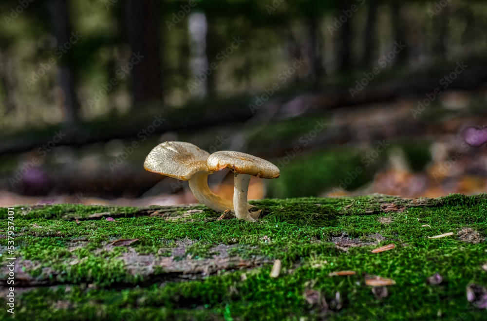 Fototapeta premium Two mushrooms in the forest at Cole Park in Upstate NY. A fallen log covered in moss has 2 mushrooms growing from it this Autumn.