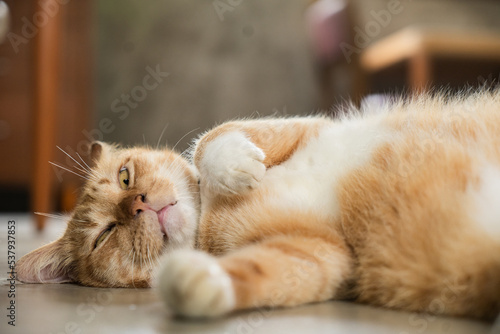 Orange cat sleeps on concrete floor