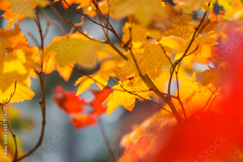 Autumn leaves © Galyna Andrushko