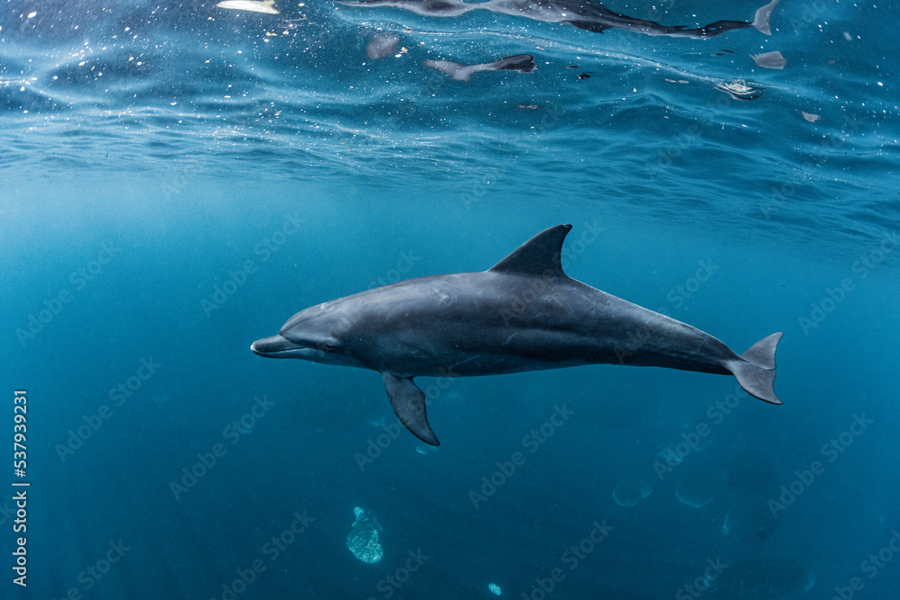 Indian ocean bottlenose dolphin Indian ocean bottlenose dolphin