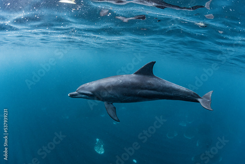 Indian ocean bottlenose dolphin photo