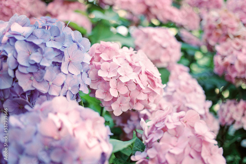 colorful hydrangea