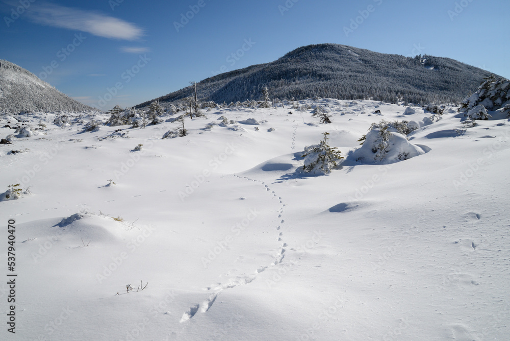 八ヶ岳の景色　テンの足跡の残る雪原の先に縞枯山