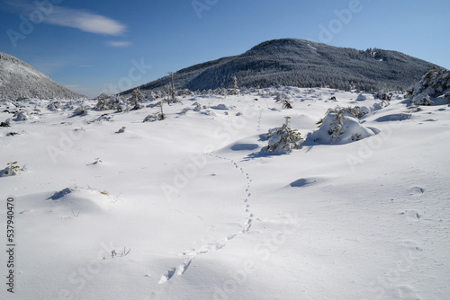 八ヶ岳の景色 テンの足跡の残る雪原の先に縞枯山