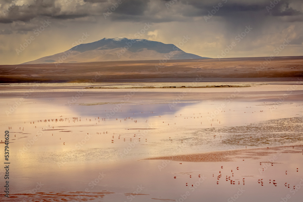 Obraz premium Chilean flamingos and Laguna Colorada, Red Lagoon, in Altiplano of Bolivia