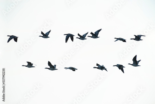A group of ducks flying gracefully photo