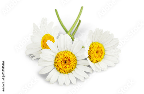 White chamomile flowers  isolated on white