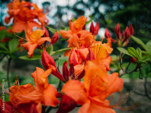 Orange flowers