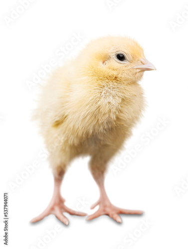 Cute little chicken isolated on white