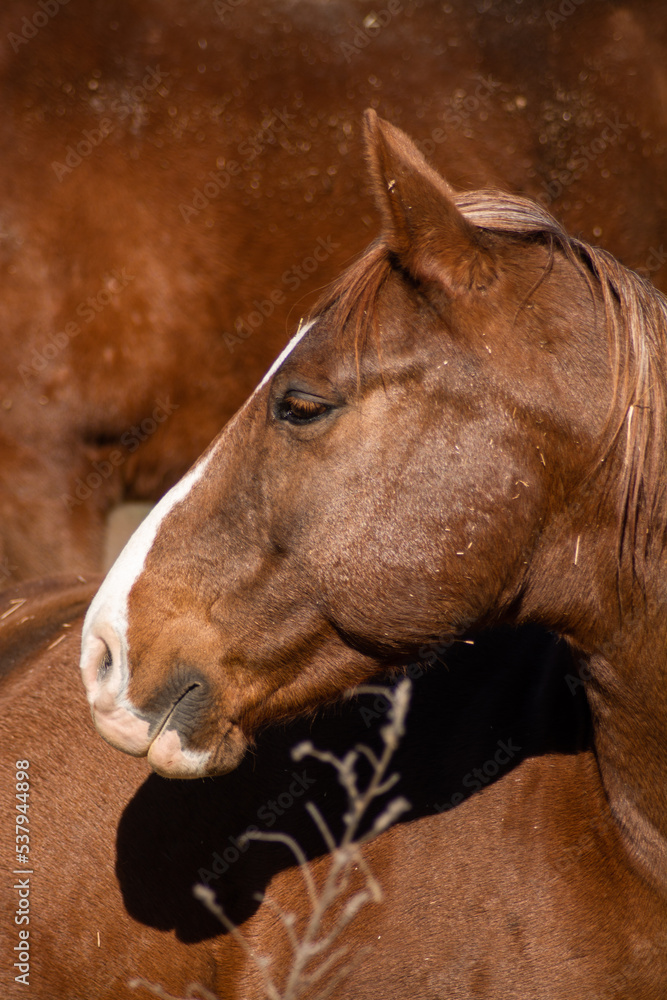 Naklejka premium portrait of a horse