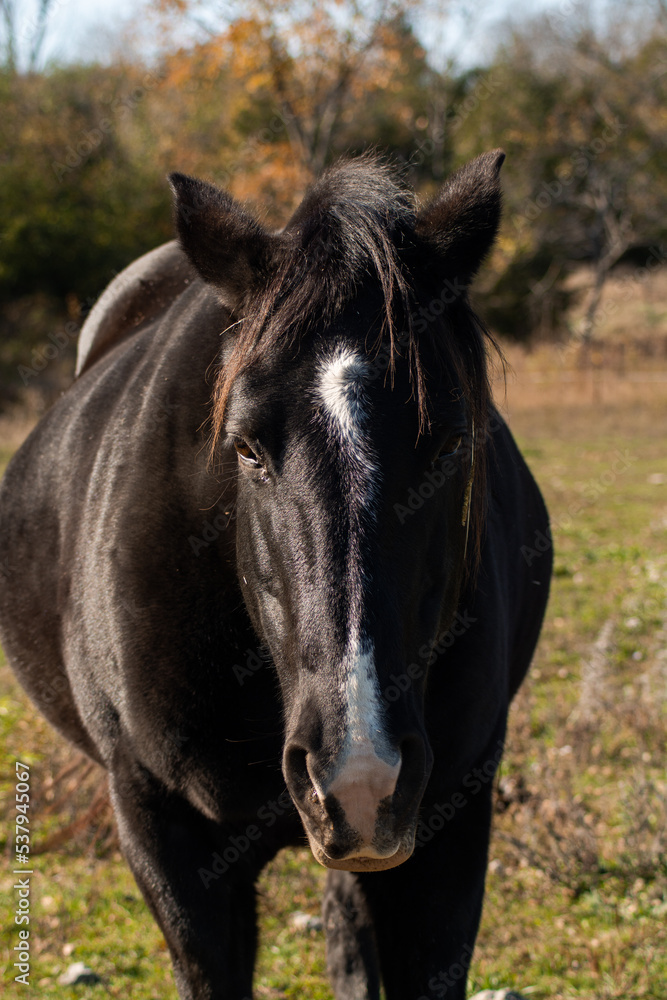 portrait of a horse in a field portrait of a horse in a field