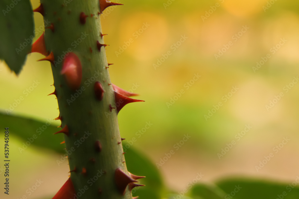 Defocus trimmed rose bush. Close-up part of thorn bush. Stem of rose bush with thorns and green leaves on blurred gray background. Twig. Side view. Copy space. Out of focus Defocus trimmed rose bush. Close-up part of thorn bush. Stem of rose bush with thorns and green leaves on blurred gray background. Twig. Side view. Copy space. Out of focus