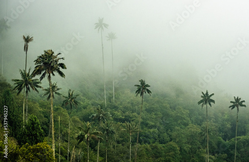 Palm Trees of Cocora Valley Clouds and Subtropical Andean Cordillera in Salento, Colombia photo