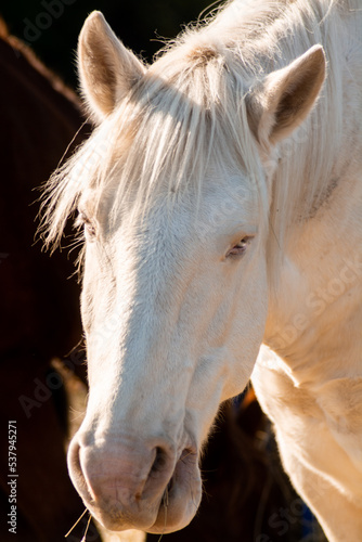 close up of a horse © Cody