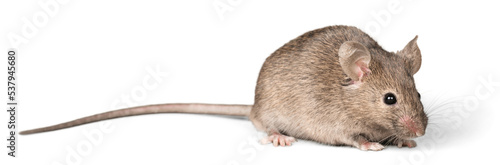 Gray mouse animal  on  background photo