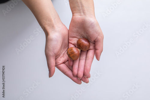 手の平にのせられた栗 chestnut