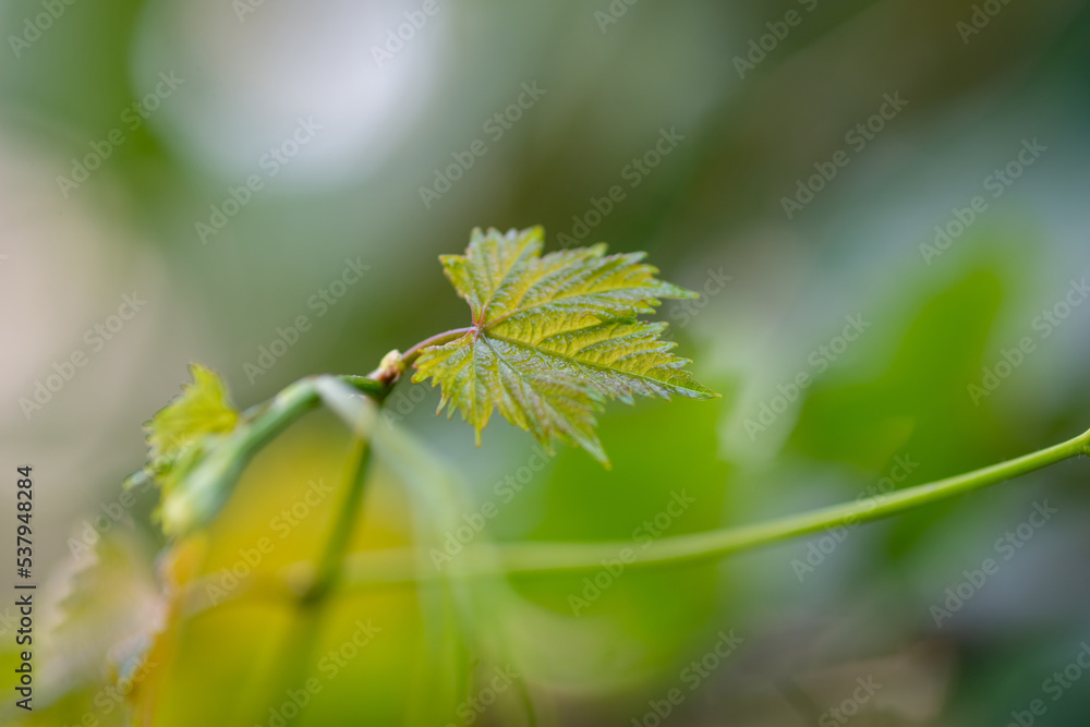 Grape leaves in home garden