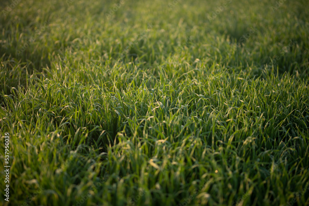 Young wheat plants growing on the soil, Amazingly beautiful endless fields of green wheat grass go far to the horizon. Young wheat plants growing on the soil, Amazingly beautiful endless fields of green wheat grass go far to the horizon.