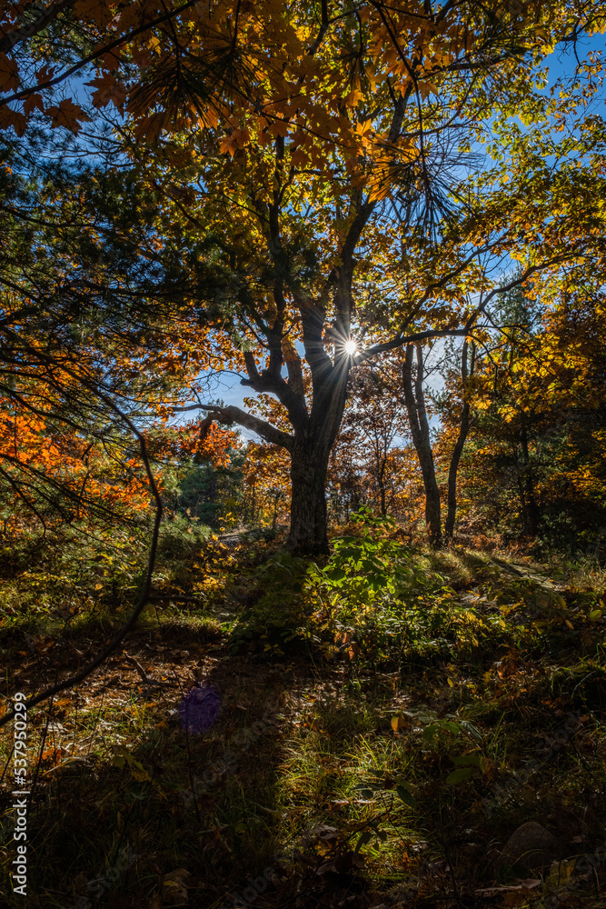 Whimsical Tree in forest with Sun Shining through during  the Autumn Season