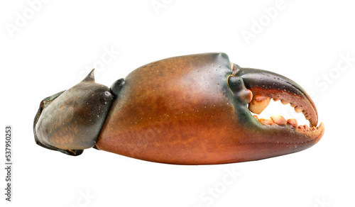 Fototapeta Naklejka Na Ścianę i Meble -  Crab claw isolated on transparent png