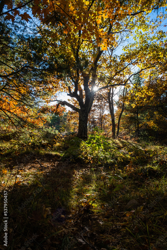 Whimsical Tree in forest with Sun Shining through during  the Autumn Season