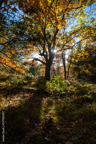 Whimsical Tree in forest with Sun Shining through during the Autumn Season