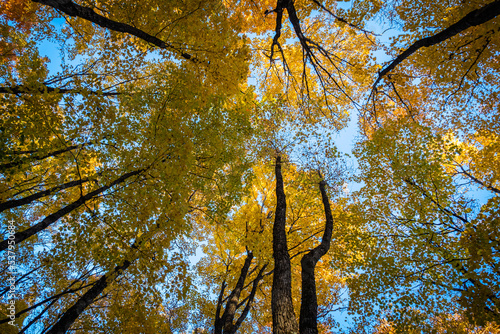 Ant's Eye view of Fall Coloured Maple Trees in the wooded forest