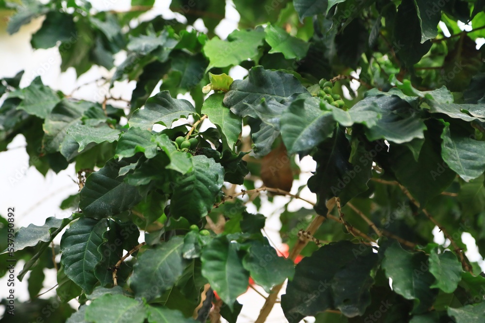 Small Coffee plant (Coffea arabica) Small Coffee plant (Coffea arabica)