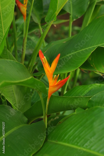 planta linda litoral do brasil 