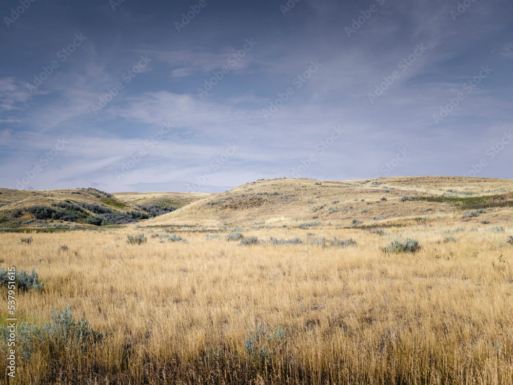 Native prairie grass in the summer.