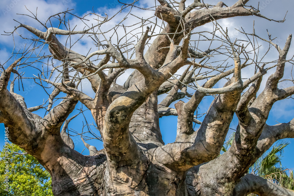 Single Baobab Tree in Savannah at sunny day, Africa Single Baobab Tree in Savannah at sunny day, Africa
