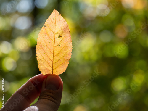 leaf in hand