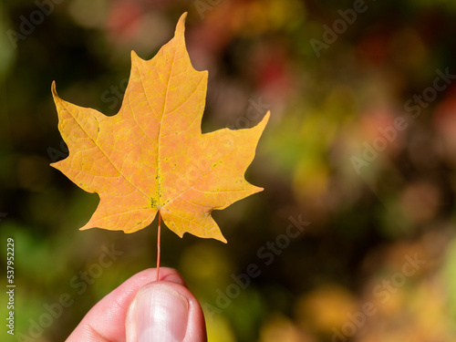 hand holding maple leaf