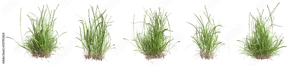Set of grass bushes isolated. Perennial ryegrass. English ryegrass. Lolium perenne. 3D illustration Set of grass bushes isolated. Perennial ryegrass. English ryegrass. Lolium perenne. 3D illustration