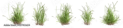 Set of grass bushes isolated. Perennial ryegrass. English ryegrass. Lolium perenne. 3D illustration photo