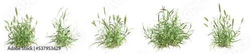 Set of grass bushes isolated. False barley. Wall barley. Hordeum murinum. 3D illustration