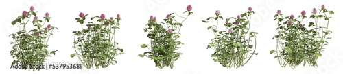 Set of grass bushes isolated. Red clover. Trifolium pratense. 3D illustration