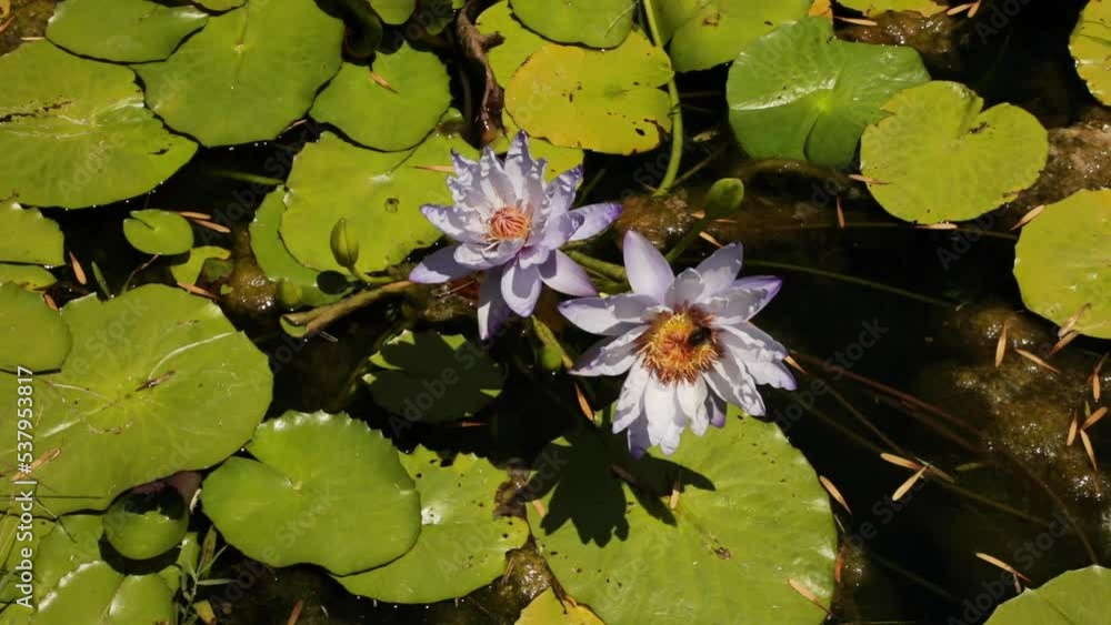 Ecosystem. Aquatic plants. closeup view of a black bumblebee pollinating an intersubgeneric waterlily, Nymphaea Yasuhiro, flower of purple petals, blooming in the pond. Ecosystem. Aquatic plants. closeup view of a black bumblebee pollinating an intersubgeneric waterlily, Nymphaea Yasuhiro, flower of purple petals, blooming in the pond.