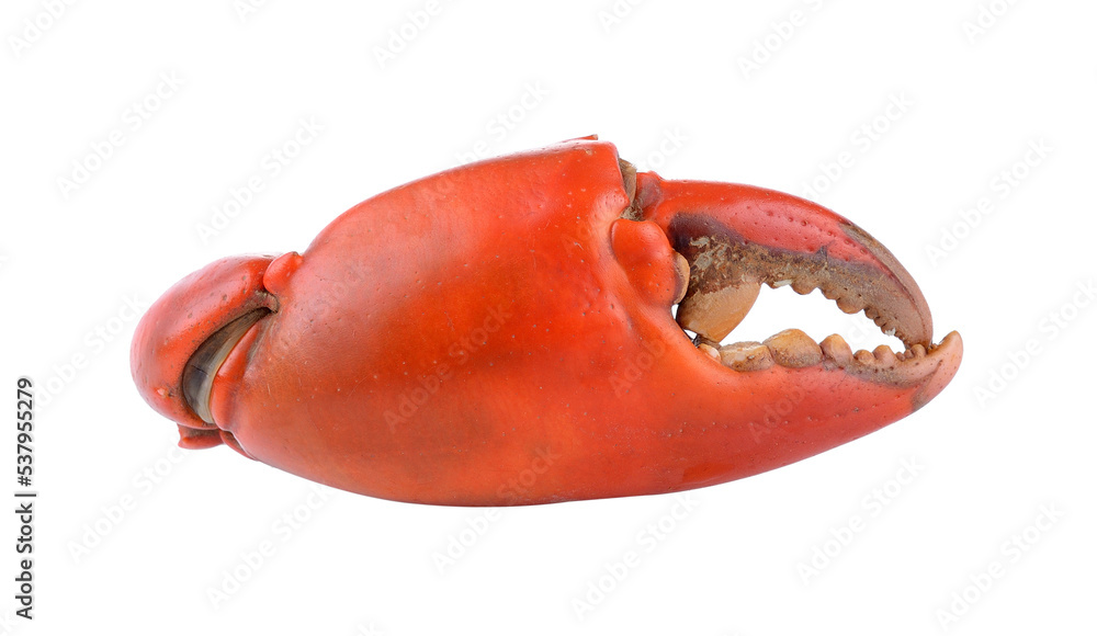 Boiled crab claws isolated on transparent png - obrazy, fototapety, plakaty 