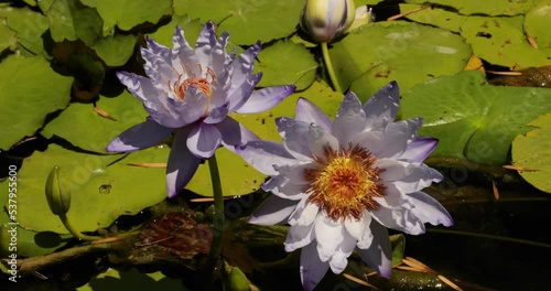 Ecosystem. Aquatic plants. Closeup view of a black bumblebee pollinating an intersubgeneric waterlily, Nymphaea Yasuhiro, flower of purple petals, blooming in the pond. photo