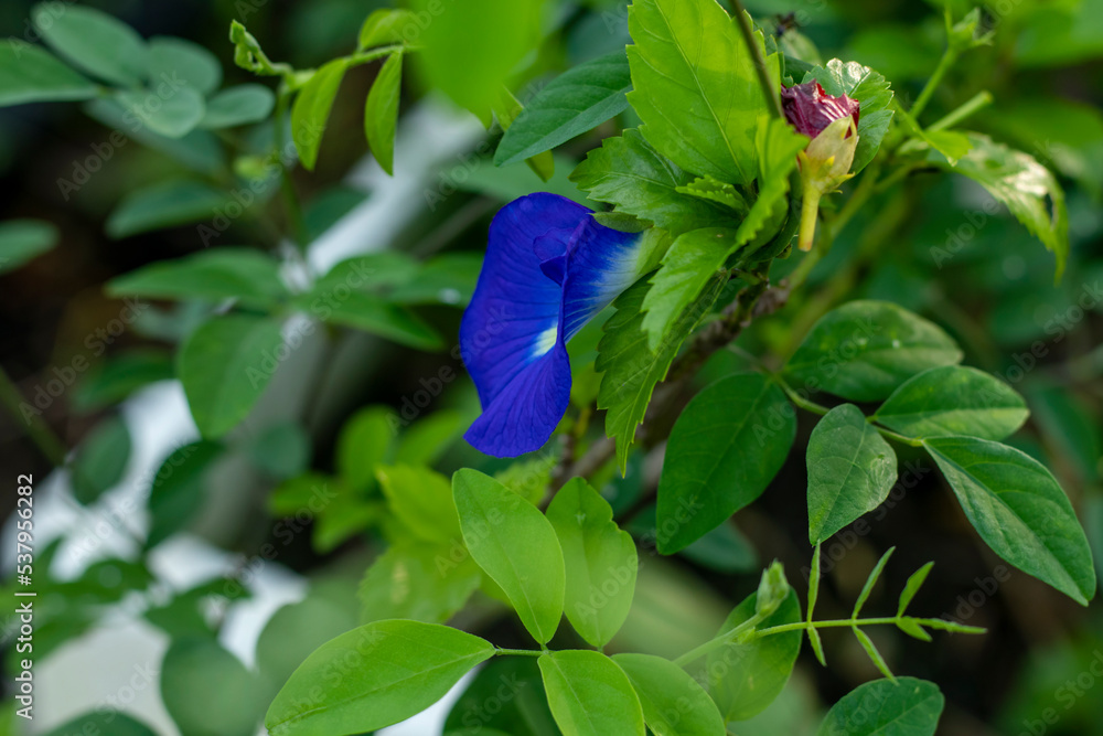 blue aparajita Flower Blooming Close Up on the Tree blue aparajita Flower Blooming Close Up on the Tree