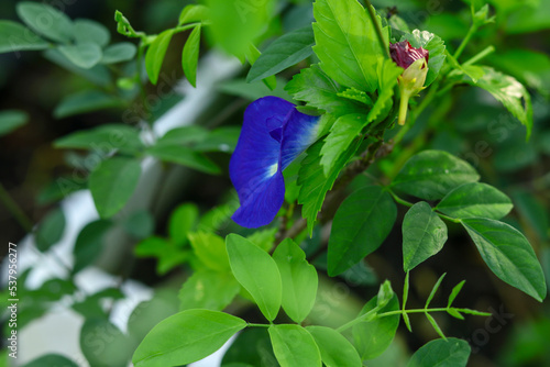 blue aparajita Flower Blooming Close Up on the Tree 