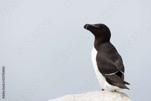 Razorbill