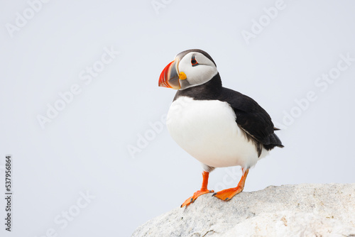 Atlantic Puffin