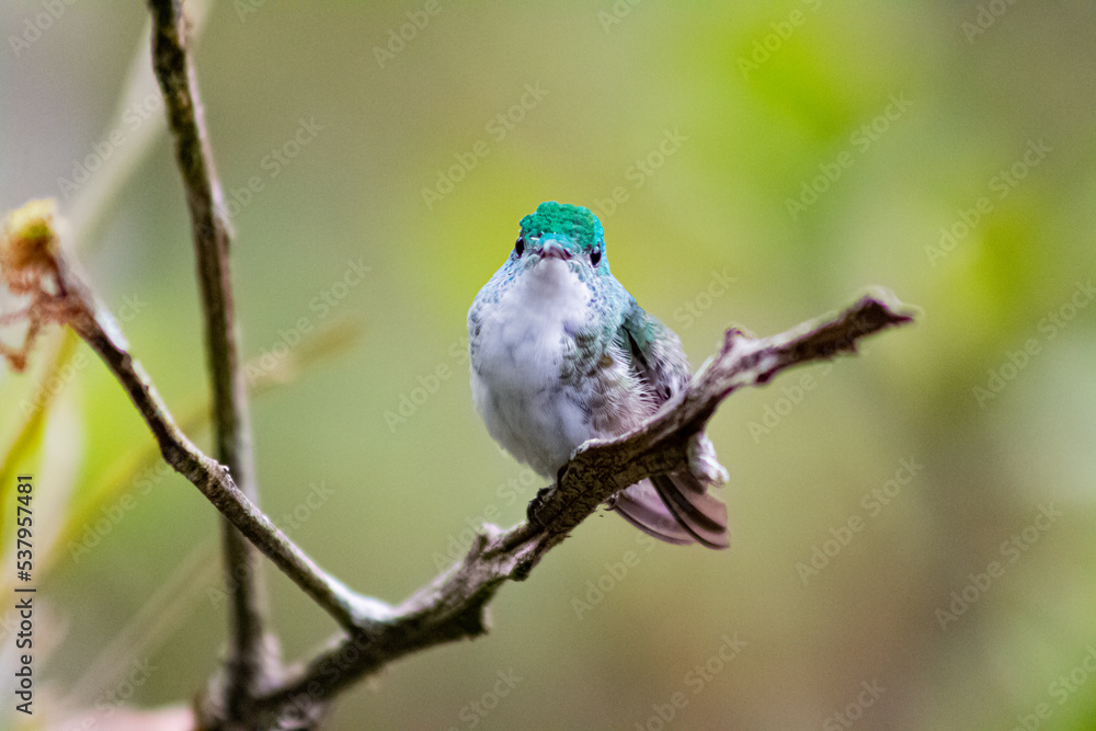Obraz premium Colibríes de diversas especies pertenecientes al Chocó Andino de Mindo, Ecuador. Aves endémicas de los Andes ecuatorianos comiendo y posando para fotos.