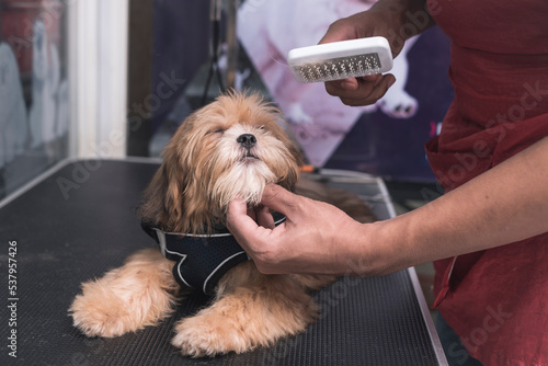 An obedient, calm and relaxed young Lhasa Apso gets brushed and pampered by a pet groomer at a dog salon. photo