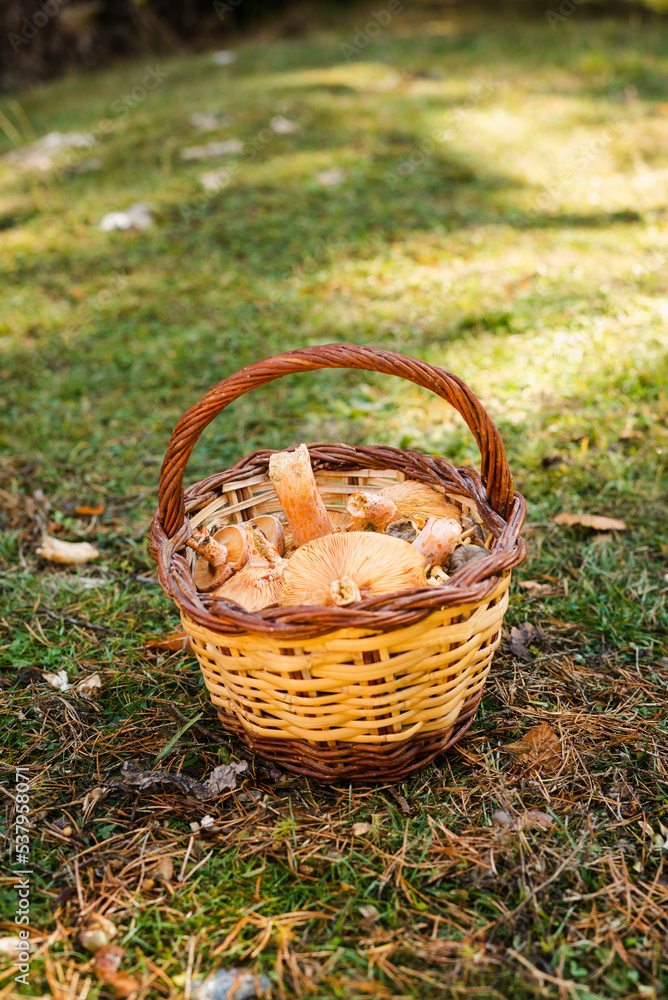 Basket Of Harvested Mushrooms Basket Of Harvested Mushrooms
